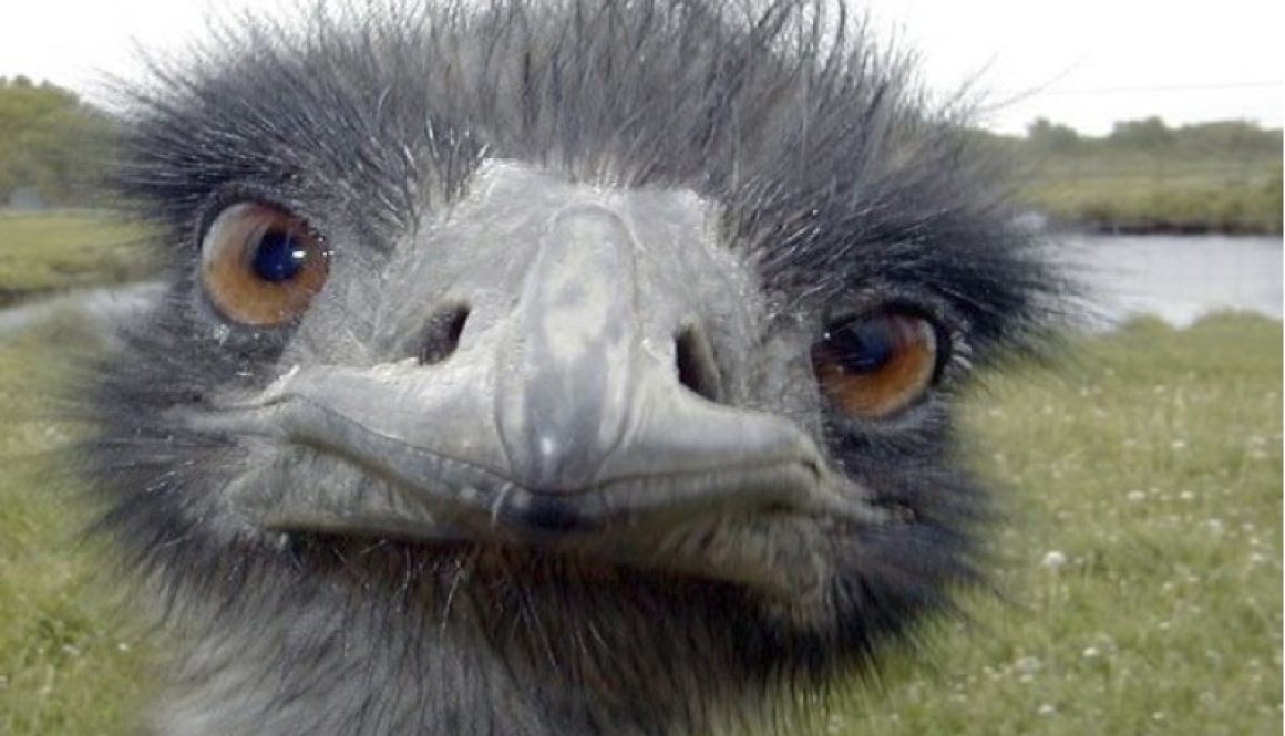 Ostrich