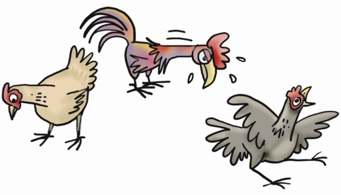 Scratching chickens