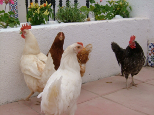 chickens