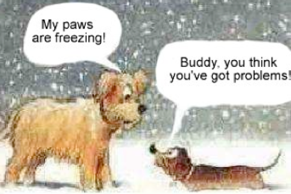 chilly-chickens01