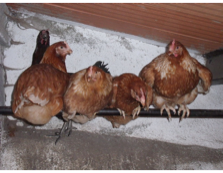 chilly-chickens02
