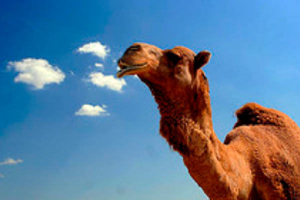 camel02