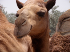 Camilla - the smiling Royal camel
