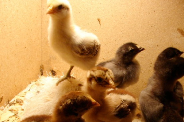 chicks