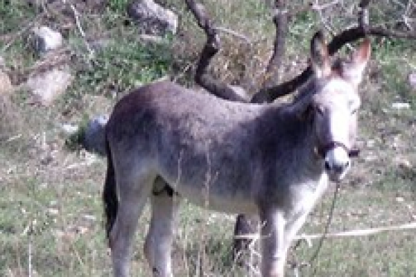 donkey01