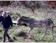 donkey04