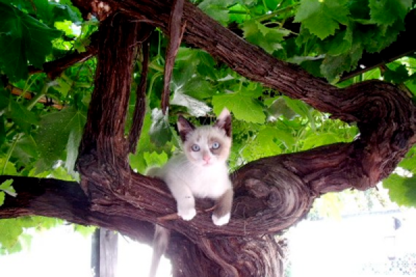 kittens01