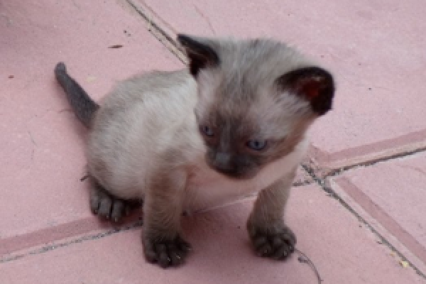 kittens05