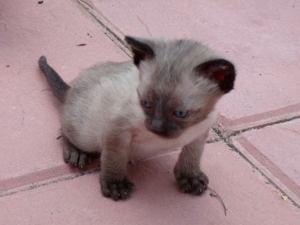kittens05