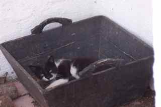 Felicity in the logbox