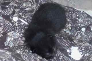 Felicity's kitten