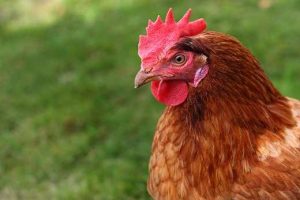 chicken