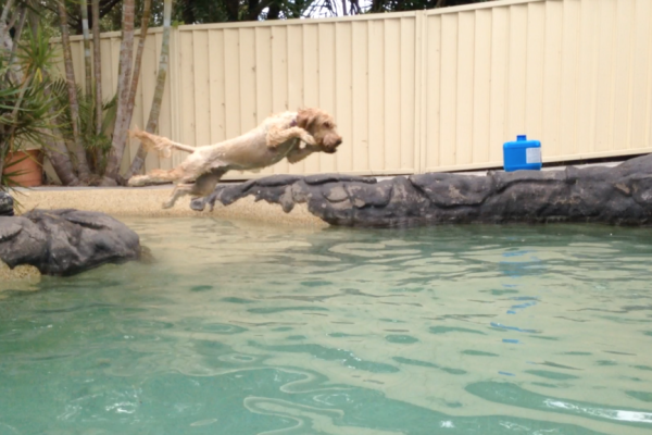 Lola to the rescue