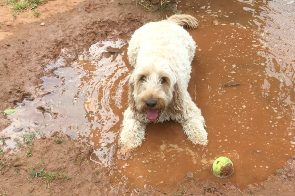Lola in mud