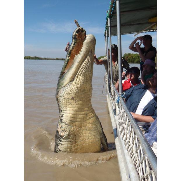 Photo#5-Croc