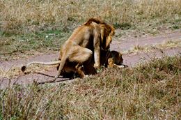 Photo#17-LionsScrewing