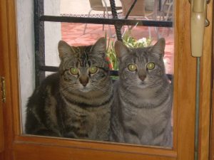 Gravy and Sylvia