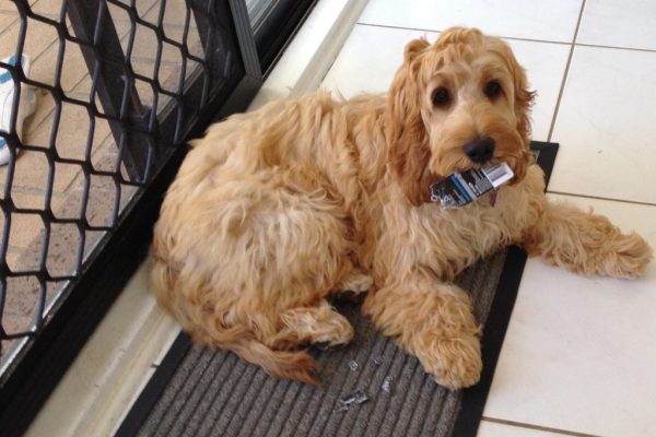 Chewing cardboard