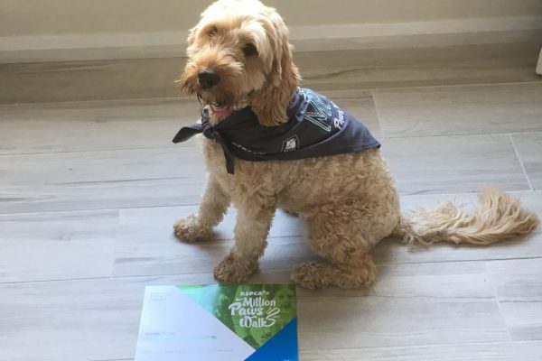 Lola the Spoodle after RSPCA Million Paws walk