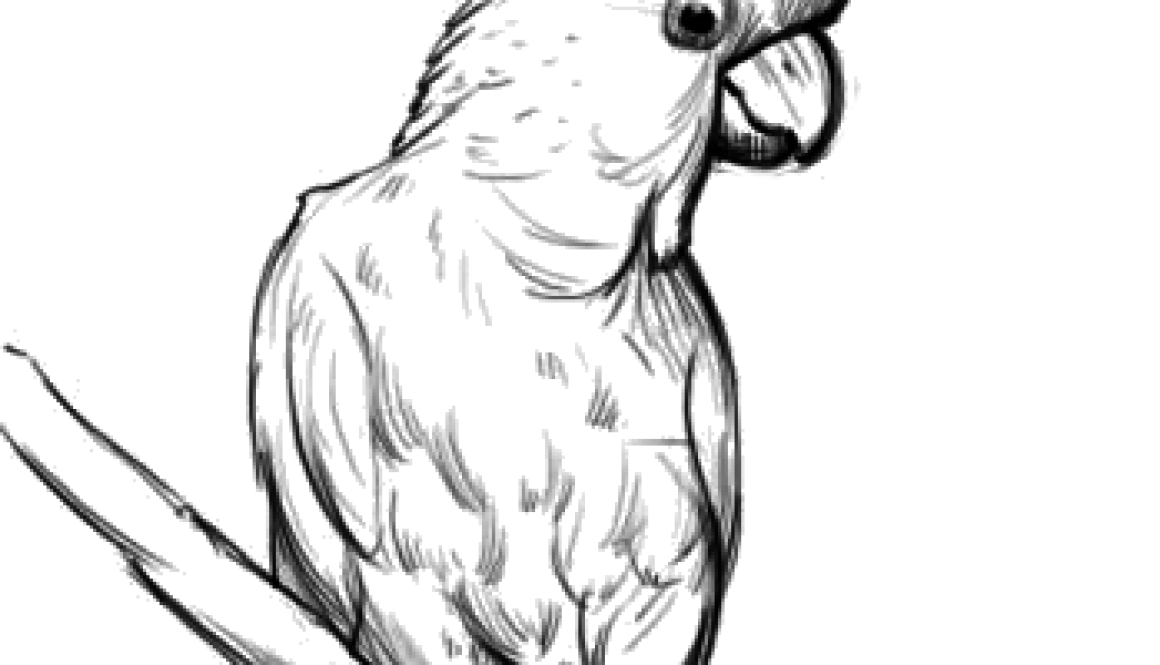 Cockatoo