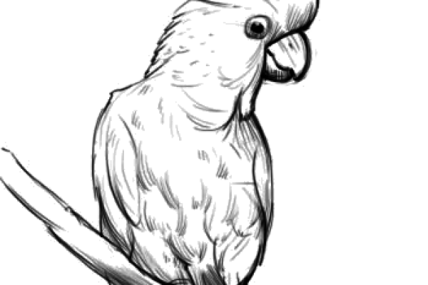 Cockatoo