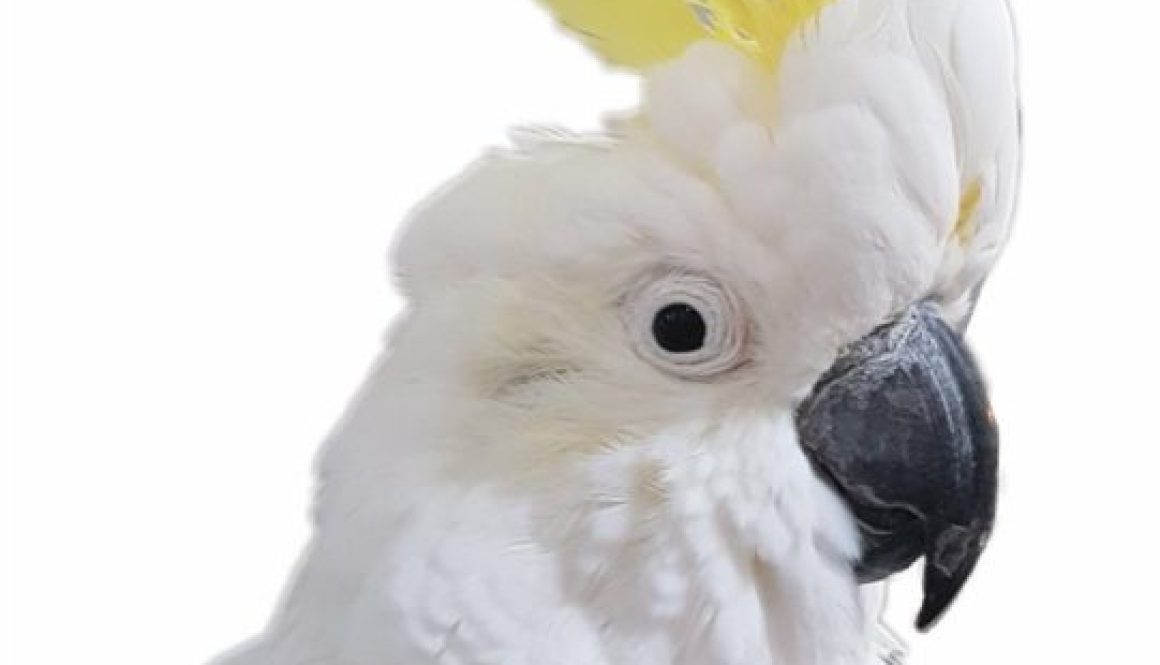 sulphur-crested-cockatoo