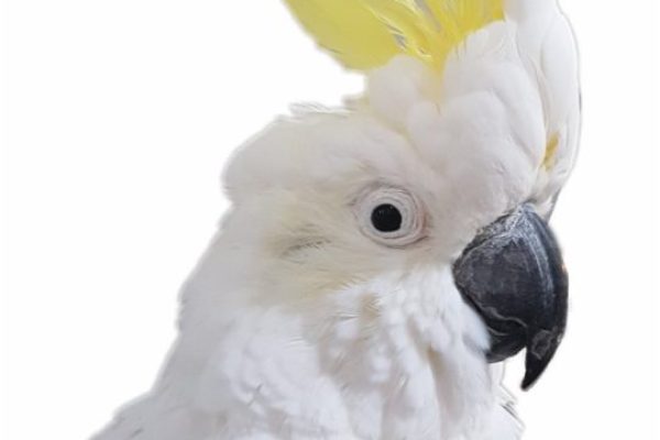 sulphur-crested-cockatoo