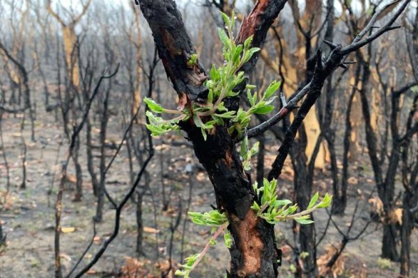 green leaves after fire