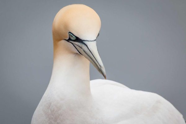 Gannet